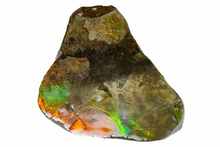 Iridescent Ammolite (Fossil Ammonite Shell) - Alberta, Canada #162420